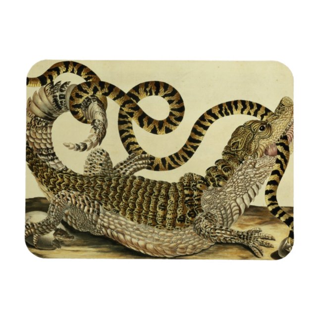 Ímã Alligator e Cobra, 1730 (gravação colorida) (Horizontal)