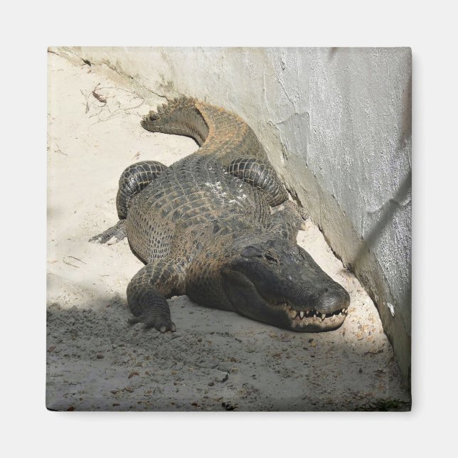 Imã Alligator, Fort Lauderdale, Florida (Frente)