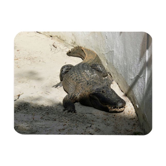 Ímã Alligator, Fort Lauderdale, Florida (Horizontal)