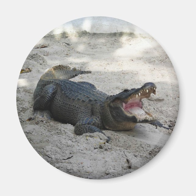 Imã Alligator, Fort Lauderdale, Florida (Frente)