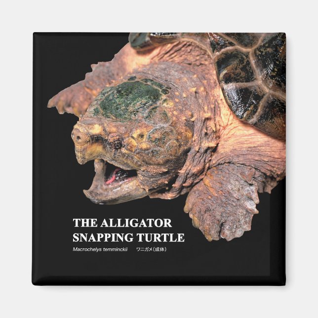 Imã Alligator snapping turtle (Frente)