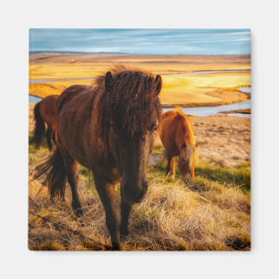 Imã Alô Horse Magnet