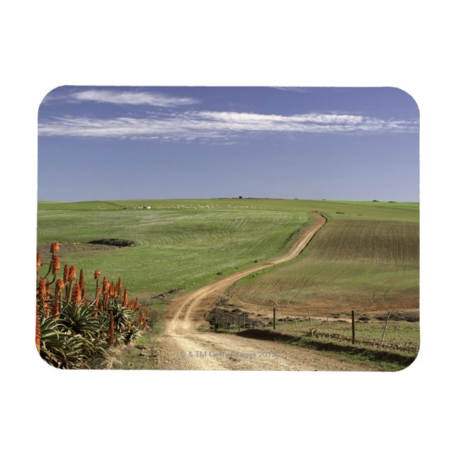 Ímã Aloas floridas perto de Caledon, Cabo Ocidental (Horizontal)