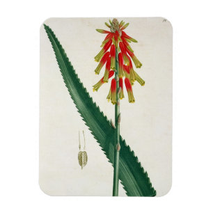 Ímã Aloe de 'Phytographie Medicale' por Joseph Roques