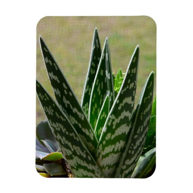 Ímã Aloe "Gator" Variegata Succulent (Vertical)