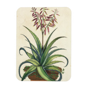 Ímã Aloés Vera vulgar, de "Phytographia Curiosa", p