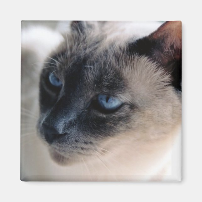 Imã Aloof Siamese Cat Magnet (Frente)
