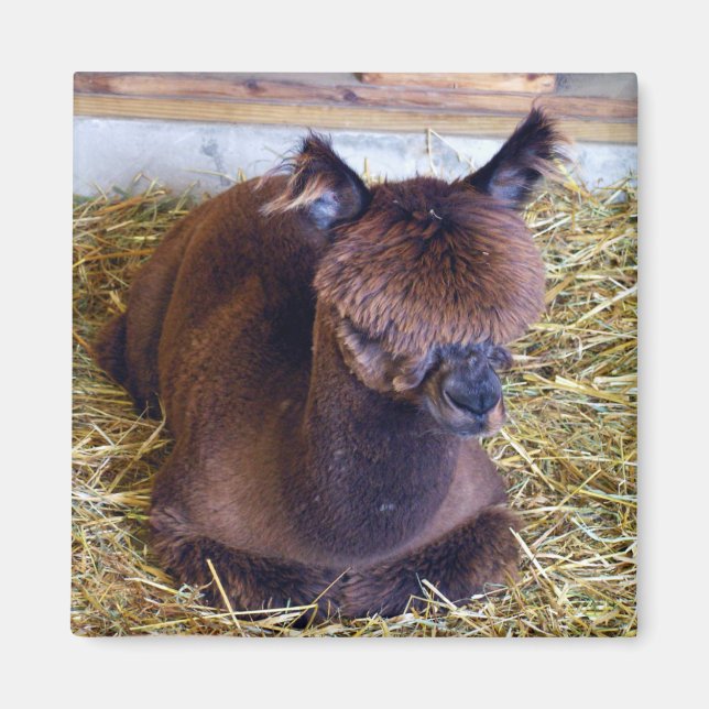 Imã Alpaca (Frente)