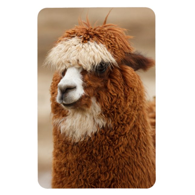 ímã Alpaca (Vertical)