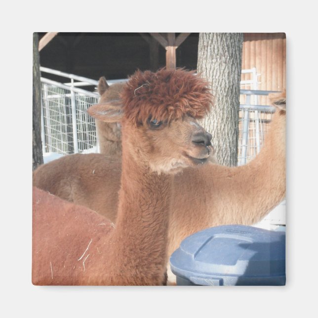 Imã Alpaca (Frente)