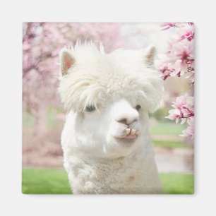 Imã Alpaca branco