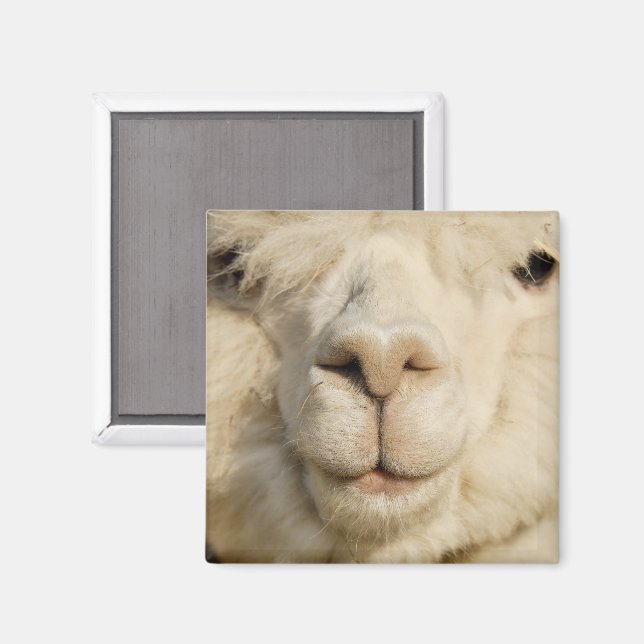 Imã Alpaca Branco-Cinto Próximo (Front/Back)
