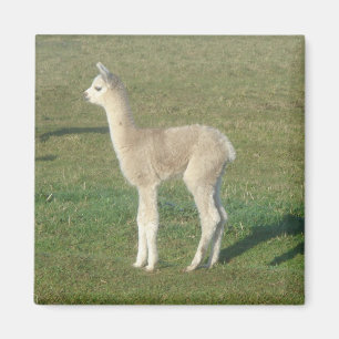 Imã Alpaca da jovem corça