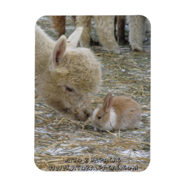 Ímã Alpaca e Bunny Kisses! (Vertical)