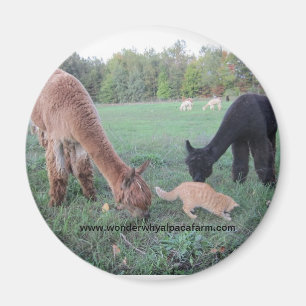 Imã Alpaca e gatos