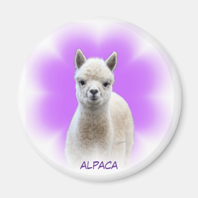 Imã Alpaca Hope Magnet (Frente)