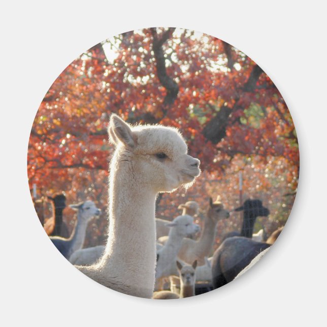 Imã Alpaca Magnet (Frente)