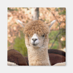 Imã Alpaca Magnet Belle