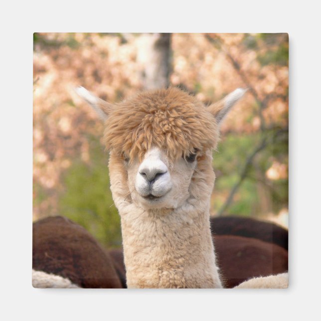 Imã Alpaca Magnet Belle (Frente)