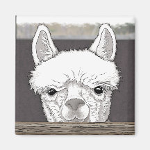 Alpaca Portrait