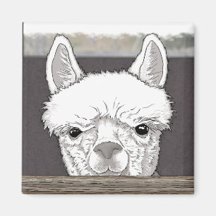 Imã Alpaca Portrait