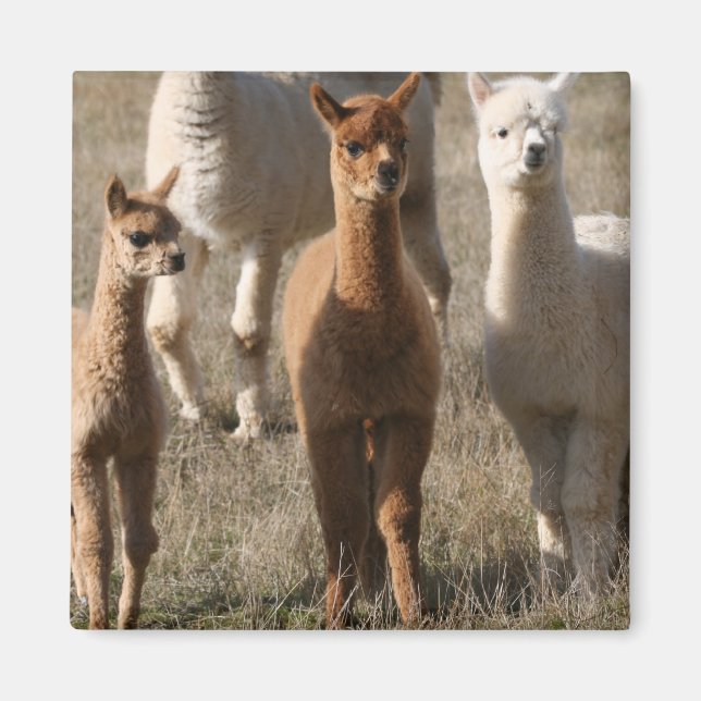 Imã Alpacas Adoráveis (Frente)
