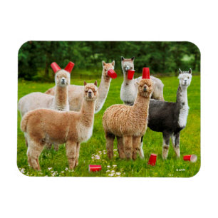 Ímã Alpacas com Copas Vermelhas