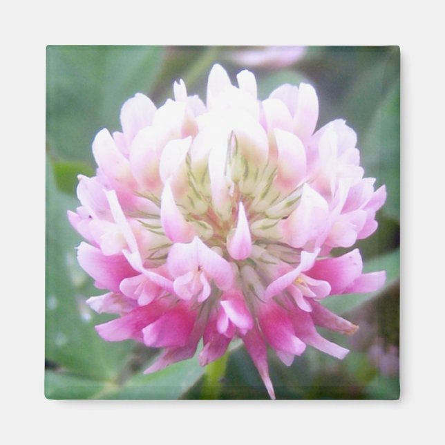 Imã Alsike Clover Blossom 1 Magnet (Frente)
