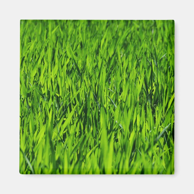 Imã Altas lâminas de grama (Frente)