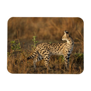 Ímã Alto Mara, Reserva de Caça Masai Mara, Quênia,