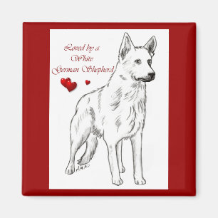Imã Amado Por Um German shepherd Branco