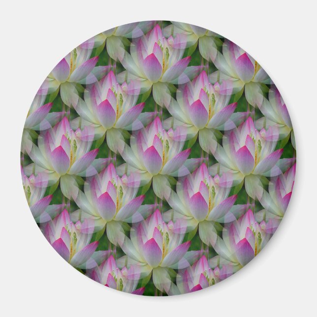 Imã Amando Lotuses... (Frente)