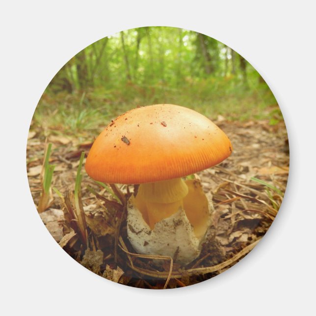 Imã Amanita Caesarea Mushroom Magnet (Frente)