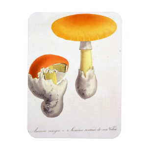 Ímã Amanita Caesaria de "Phytographie Medicale" por J