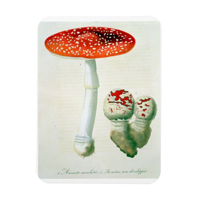 Ímã Amanita Muscaria de 'Phytographie Medicale' por J (Vertical)