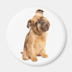 Imã Amantes de Cachorro Bonito Brussels Griffon