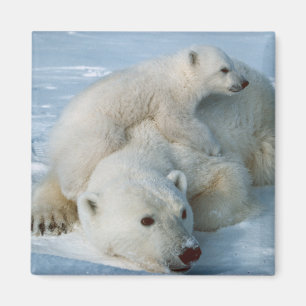 Imã Amantes do urso de Polar_bear_with_cub
