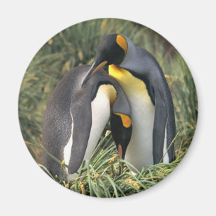 Imã Amantes dos pinguins de rei