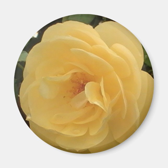 Imã Amarelo Camellia Magnet (Frente)