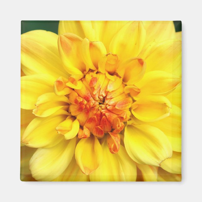 Imã Amarelo Dahlia (Frente)