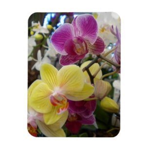 Ímã amarelo e cor-de-rosa da foto das orquídeas