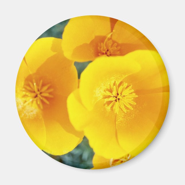 Imã amarelos da Califórnia em flores de cheio (Frente)