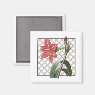 IMÃ AMARILIS BRASILEIRO