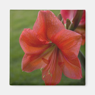 Imã Amaryllis