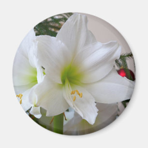 Imã Amaryllis Branca e Árvore de Natal