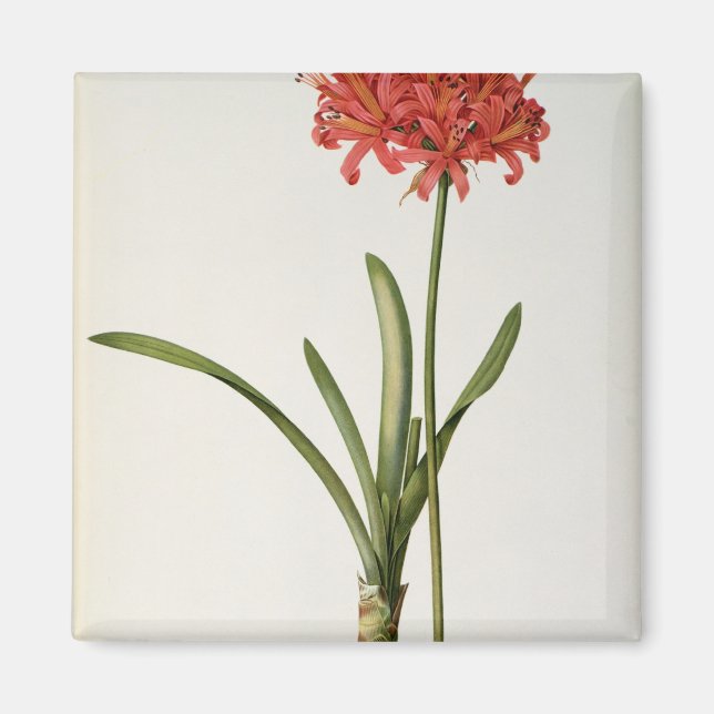 Imã Amaryllis Curvifolia, 1809, de Les (Frente)