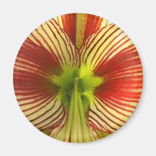 Imã Amaryllis da borboleta