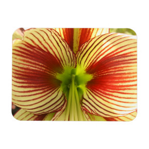 Ímã Amaryllis da borboleta