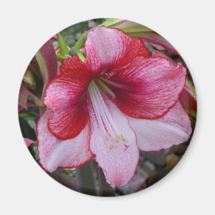 Imã Amaryllis do Natal vermelho e feriado branco