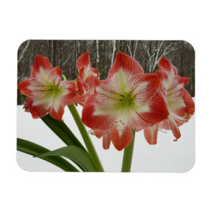 Ímã Amaryllis no Feriado Vermelho de Neve Floral de in